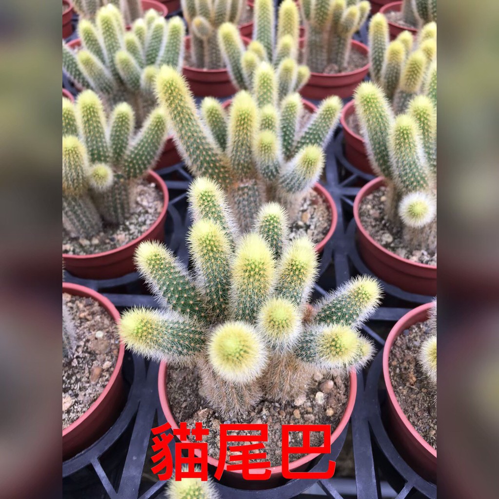 仙人掌貓尾巴的價格推薦 21年4月 比價比個夠biggo