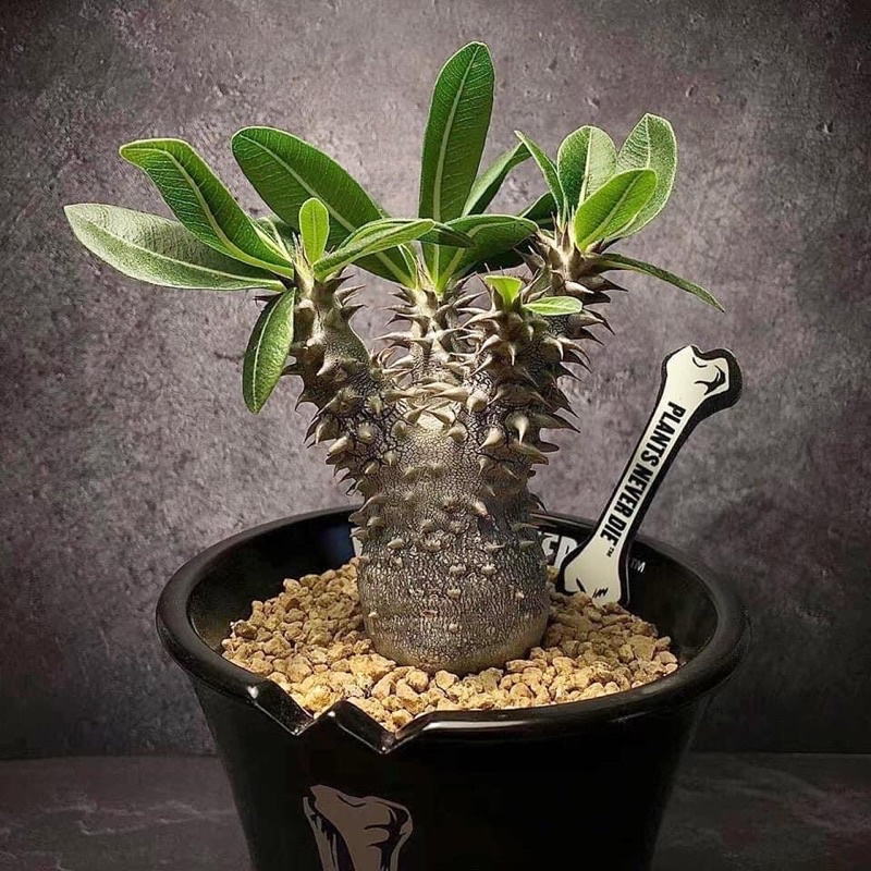 Plants Never Die Pnd 花牌塊根植物 蝦皮購物