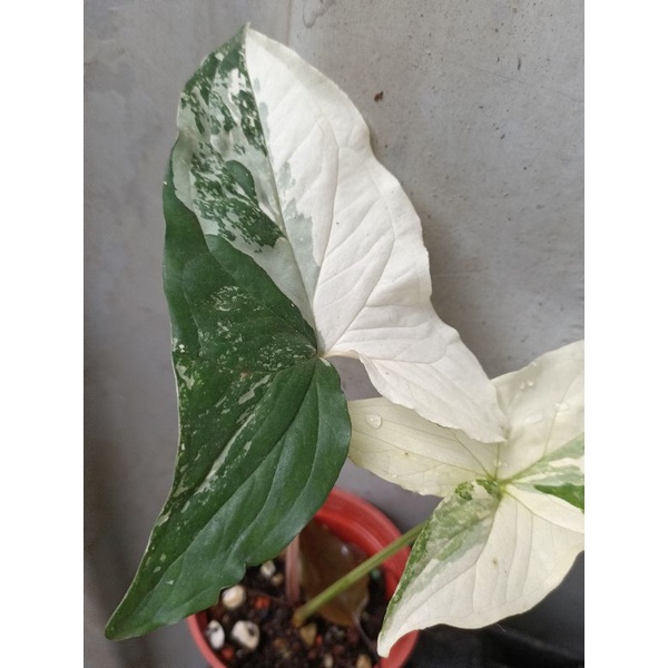 ［蕨森］白斑合果芋斑葉合果芋-Syngonium podophyllum 觀葉植物 天南星科