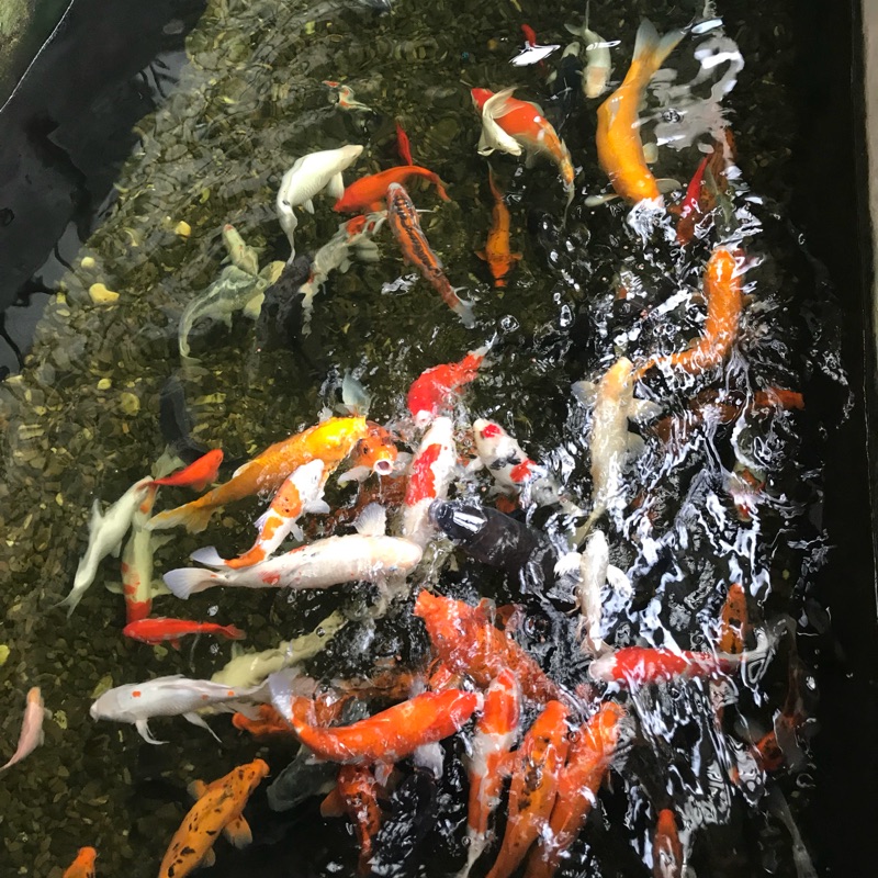 明發孔雀魚 1尺4歐洲盆 無孔 花盆 蓮花盆 荷花盆 養魚蓮花荷花水生植物 蝦皮購物