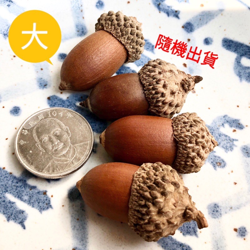 蒙古櫟強力磁鐵 (現貨 隨機出貨）野森林手作  冰箱磁鐵  創意磁鐵 大門磁鐵 殼斗科 橡實 冰原歷險記果實 拍照道具