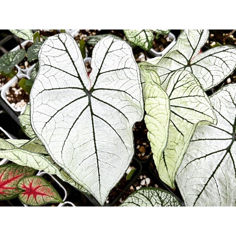 「蕨醒之路」高級純白彩葉芋 觀葉植物 雨林植物 網紅植物 Candidum