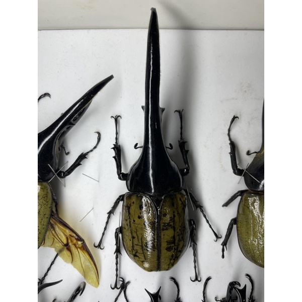 虫話區甲蟲生態館 甲蟲標本 蝦皮購物