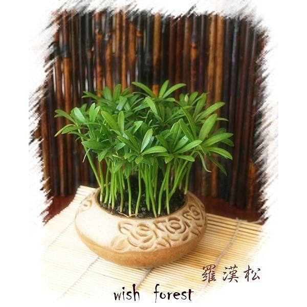 WISH FOREST【種子盆栽。羅漢松】。常綠。耐陰。好照顧。適辦公桌小品~
