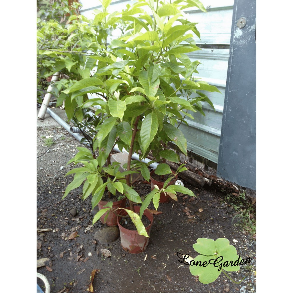 長榮 玉蘭花 6吋盆8吋盆庭園樹種香花植物白玉蘭淨化空氣植物遮陽植物 蝦皮購物