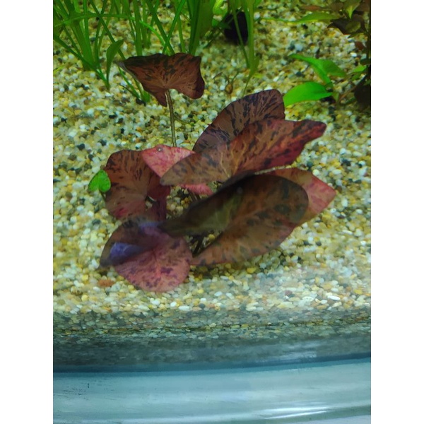 悠美水族 紅紫斑睡蓮紫荷根水中葉中後景紅色水草 蝦皮購物