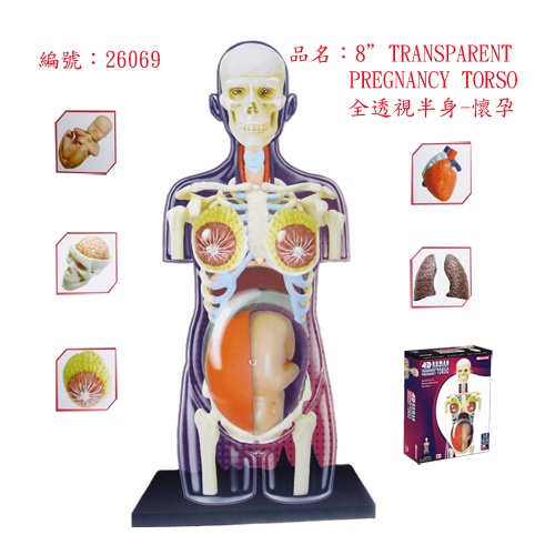 4D MASTER HUMAN模型/全透視半身/懷孕　eslite誠品