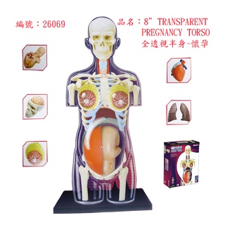 4D MASTER HUMAN模型/全透視半身/懷孕 eslite誠品