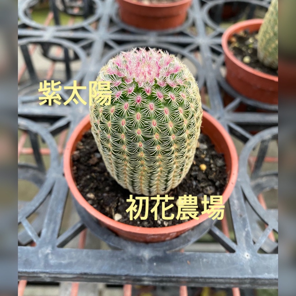 初花農場 紫太陽 多肉植物 3吋盆 全日照或半日照皆可 因為露養會有些許葉傷為正常狀況 定價100特價80 蝦皮購物