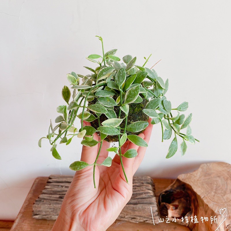 山之小株植物所聚錢藤苔球瓜子藤苔球碧玉藤多肉植物觀葉植物 蝦皮購物