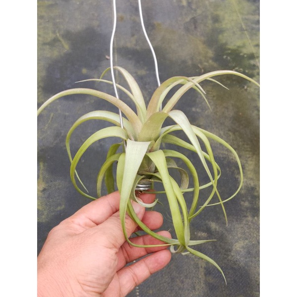 綠房子空氣鳳梨 電捲x霸王 T. streptophylla x xerographica