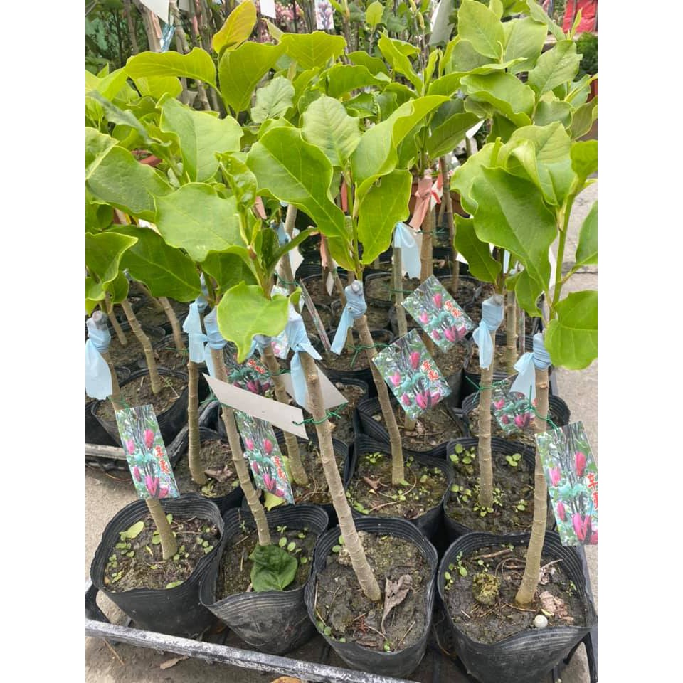 李家果苗辛夷花很多品種顏色單價0元可以綜合搭配 蝦皮購物
