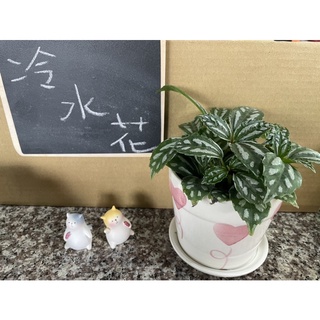 JW-3吋冷水花/觀葉植物/室內植物/小盆栽
