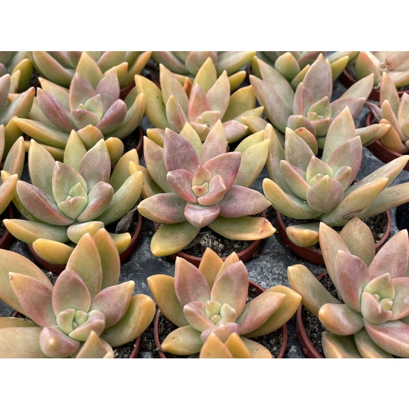 多肉好好買多肉植物一吋盆加州夕陽 蝦皮購物