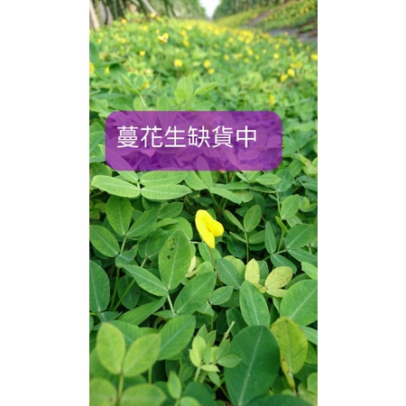 蔓花生枝條10公分 2元 缺貨中 請詳細看商品說明 心葉水薄荷 需自行修剪長度 蝦皮購物