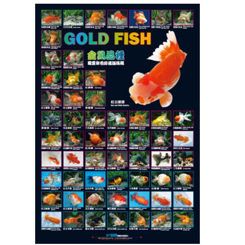 Azoo愛族金魚品種海報az 蝦皮購物