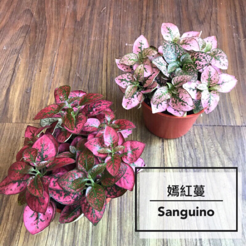 王冠園藝 嫣紅蔓 紅點草 Pink Polka 三吋盆栽 觀葉植栽 室內室外 蝦皮購物