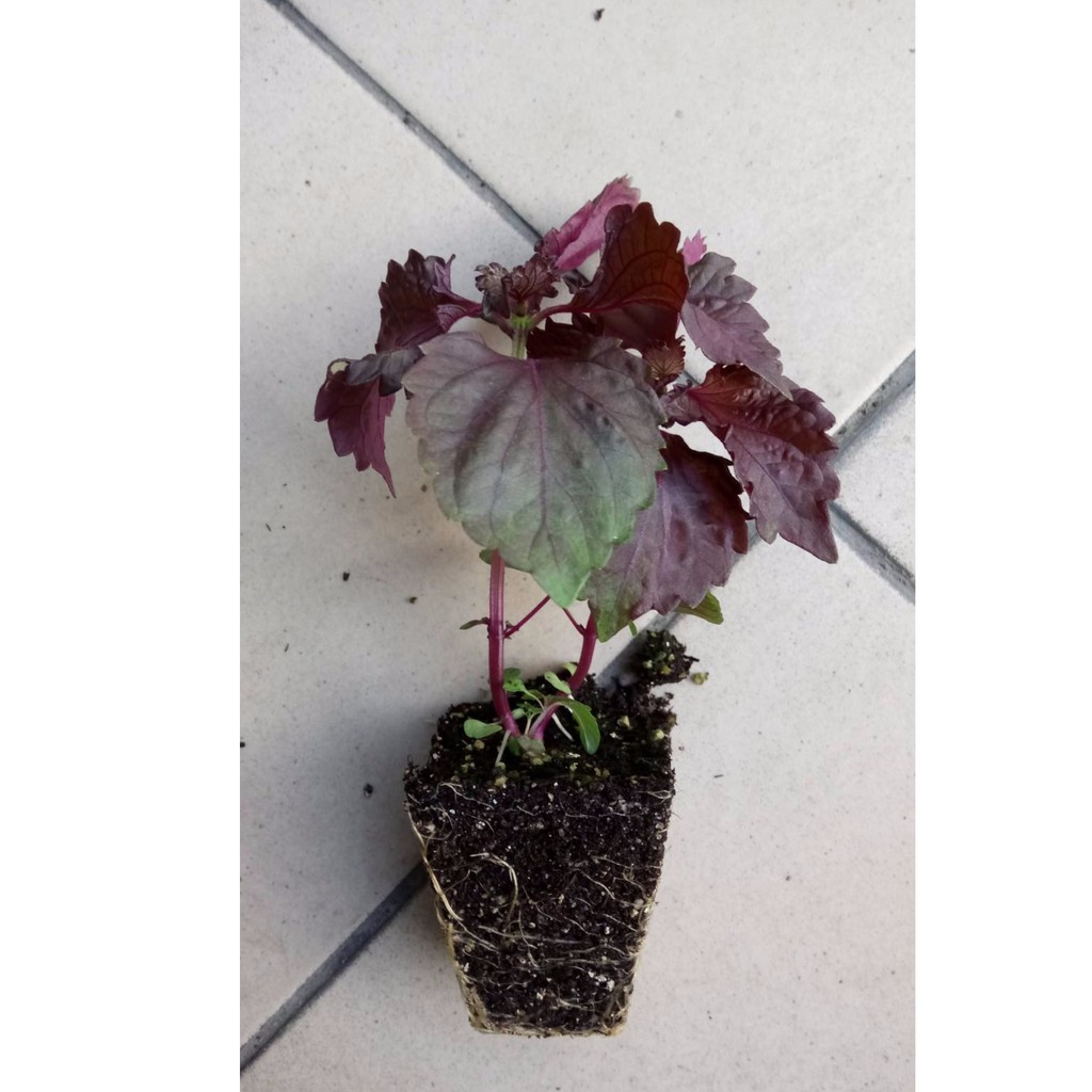 菜子店紅紫蘇苗紫蘇苗紫蘇紫蘇梅做沙拉香草苗 蝦皮購物