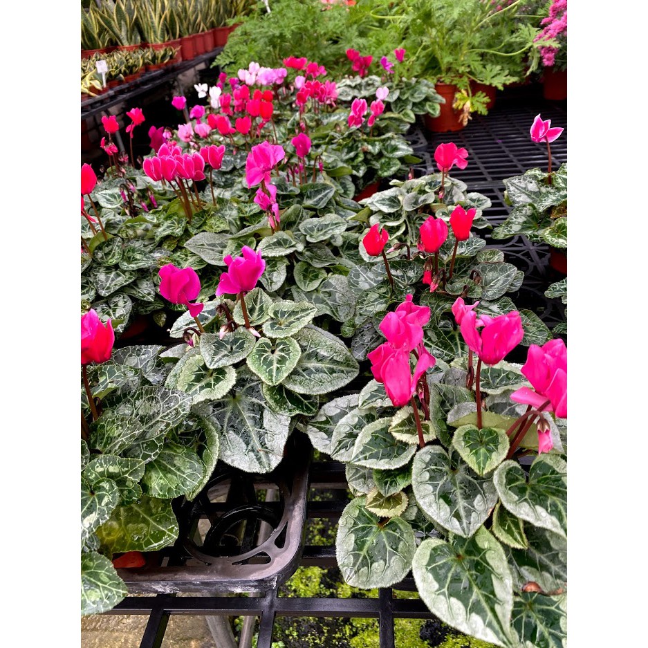 紅舖子 仙客來 仙客萊3吋 5吋季節花卉 觀賞花卉 小品 仙客萊 蘿蔔海棠 兔耳花 一品冠 篝火花 觀葉植物 蝦皮購物