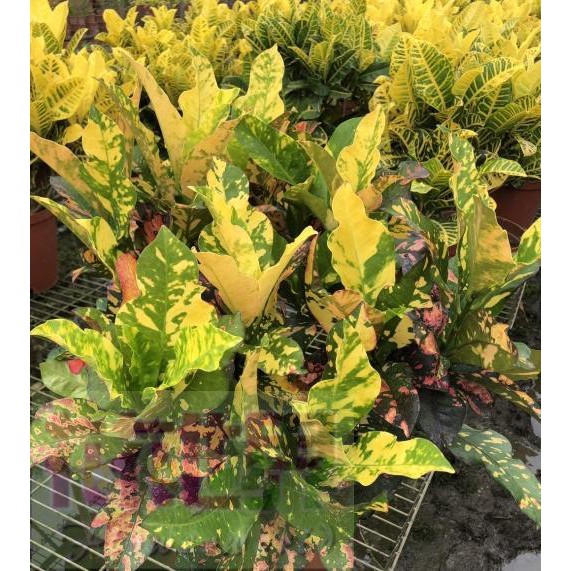 花花世界_綠籬植物--靚彩變葉木Croton--變色葉8吋盆高40-60cm