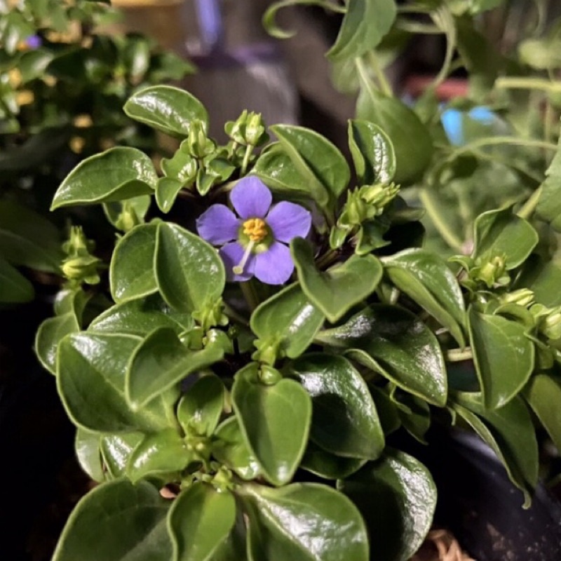 新手種植［中級］ 紫芳草 紫星花 盆栽 植物