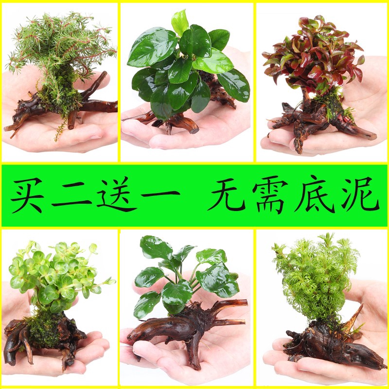 魚缸裡的綠植沉木不用土的水草植物活無土水養免泥懶人水族箱造景 蝦皮購物