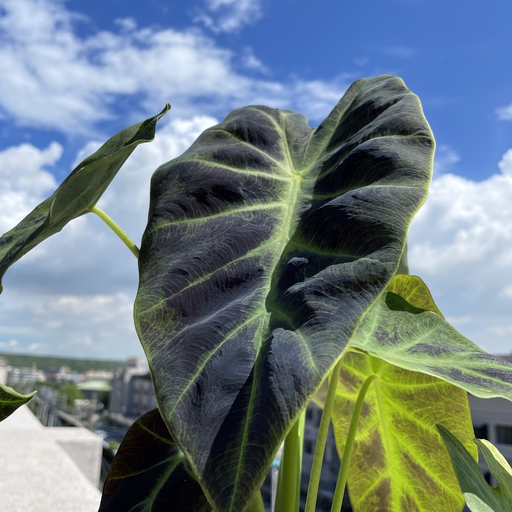 黑面芋紫芋colocasia Esculenta Schott 水芋黑美人彩葉芋觀葉植物雨林植物天南星科 蝦皮購物