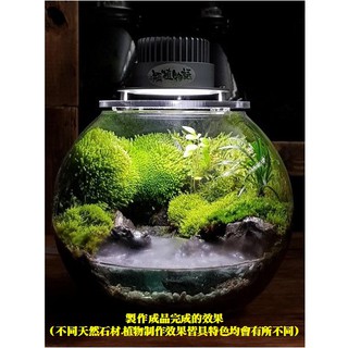 02.附灯苔蘚山林微境景觀 瓶 花盆花器 DIY苔蘚微景觀生態瓶 小品盆栽迷你盆栽