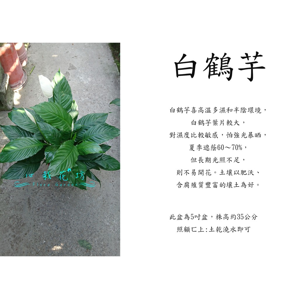 心栽花坊-白鶴芋/5吋盆/綠化植物/室內植物/觀葉植物/售價180特價150