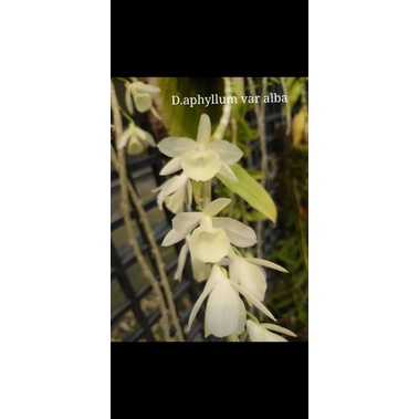 上賓蘭園 D. aphyllum var alba 白天弓1.5吋盆 倒吊石斛蘭