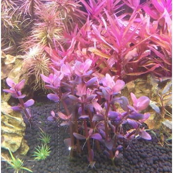 阿馨水草屋 水草造景 紫艷虎耳7株50 出貨時水上葉 水草造景專門店 蝦皮購物