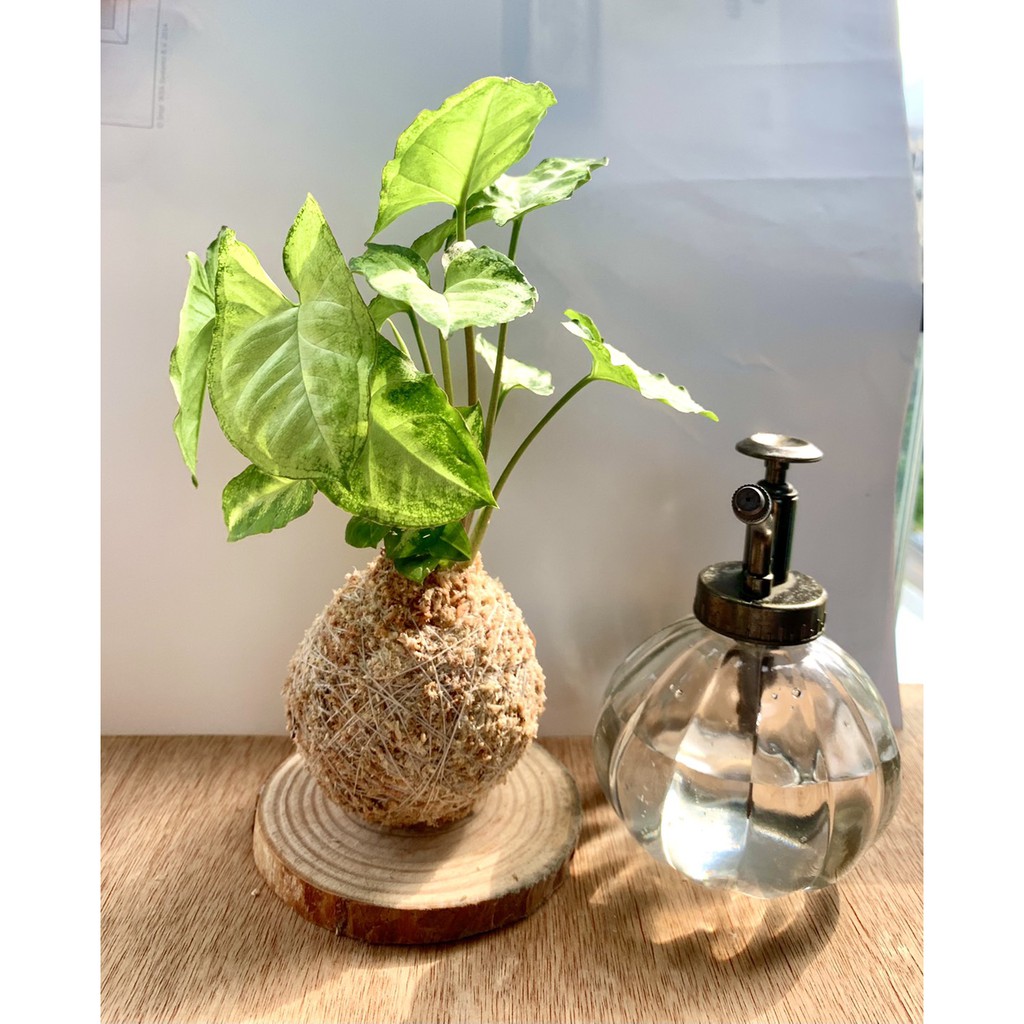 手作苔球 手作り苔玉 綠精靈合果芋 合果芋 室內觀賞 觀賞植物 空氣清淨 療癒小物 蝦皮購物