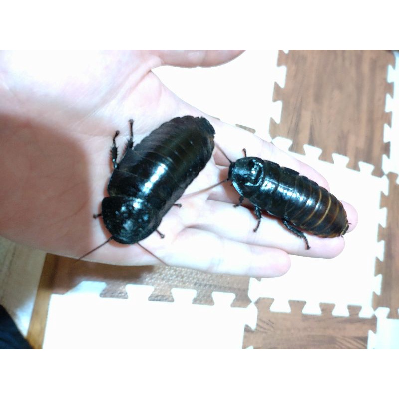 ［馬島大強得小窩］黑馬達加斯加蟑螂（黑馬島蟑螂） Gromphadorhina portentosa " Black "