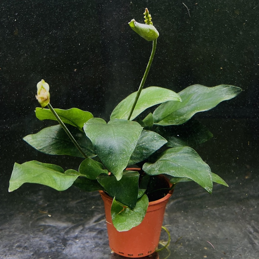 宗信水族 小榕盆裝陰性水草水草造景魚缸擺設魚蝦躲藏可無需co2 蝦皮購物