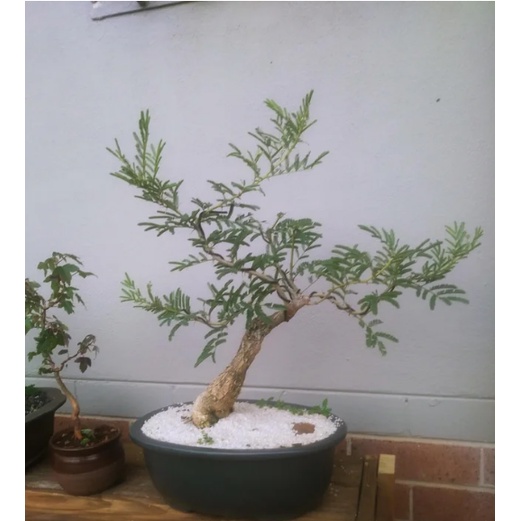 &lt;&lt;塊藝人生&gt;&gt;Acacia sieberiana  (Vachellia sieberiana) 西伯利亞合金歡 種子