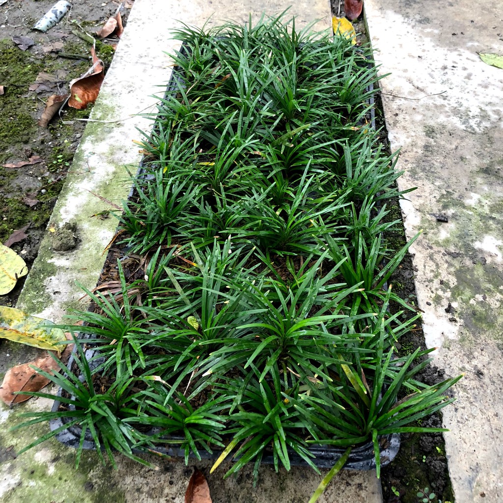 芮花坊 玉龍草 地被植物 耐陰 蝦皮購物