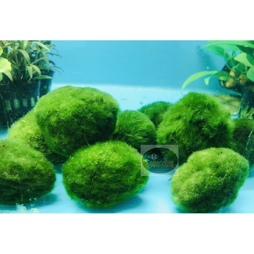 【樂魚寶】 (大) 綠藻球 5-6.5cm 綠球藻 毬藻  (陰性水草) 沉 水族造景 真水草 水草 造景 /單顆
