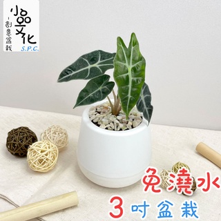 【小品文化】觀音蓮【現貨】3吋雪胖盆 懶人盆栽 加水更方便 觀葉植物 室內植物 自動吸水 水培 創意花盆 居家