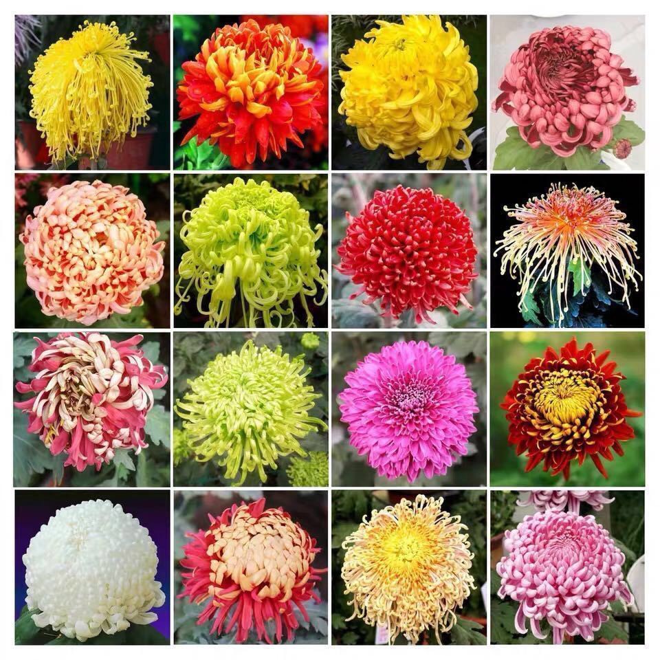 22款菊花種子菊花種籽稀有品種超低價發芽率高達99 菊花種子 蝦皮購物
