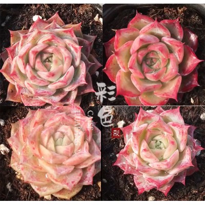 熱銷 彩色花房海螺血海羅新品種海林娜雜羅賓多肉種子滿35元包郵 種子 蝦皮購物