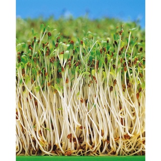 苜蓿種子 優惠推薦 22年10月 蝦皮購物台灣