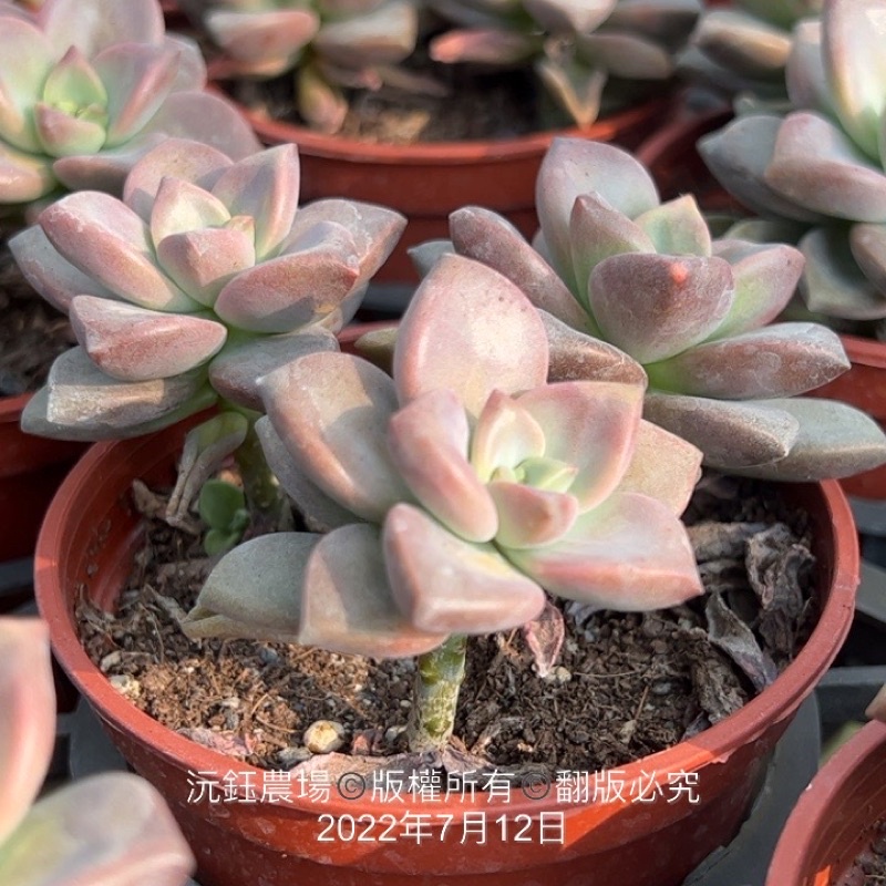 沅鈺農場多肉植物姬朧月 露養植物有曬傷 有掉葉 蝦皮購物