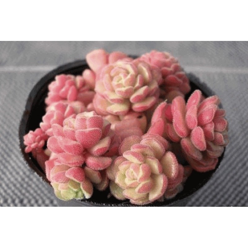 毛小玉 多肉植物種子 蝦皮購物