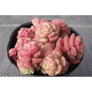 毛小玉 多肉植物種子 蝦皮購物