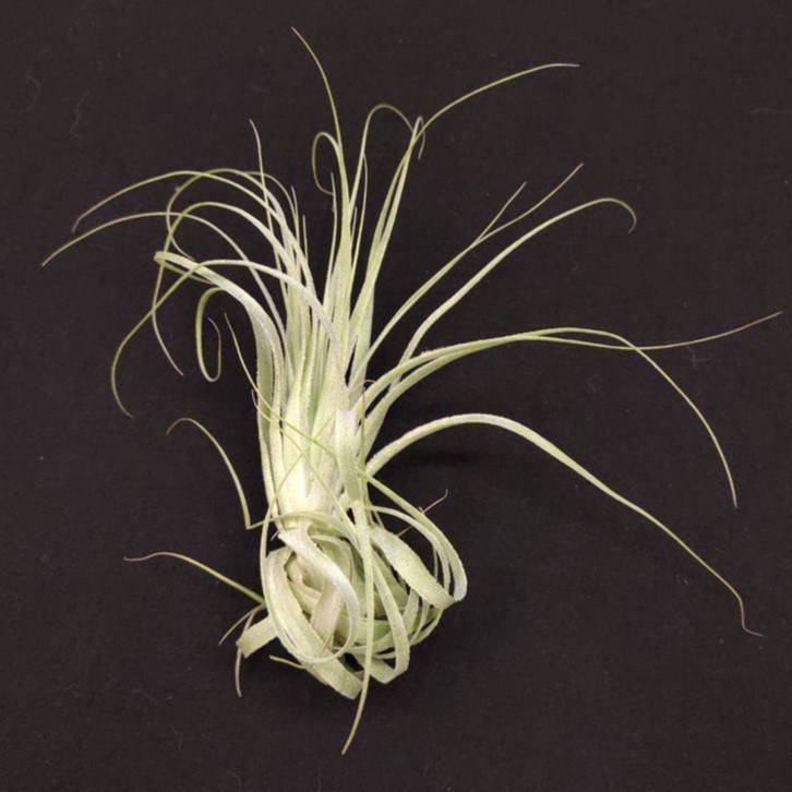 空氣鳳梨－薄紗 (戴維斯)－Tillandsia gardneri (Davis)－經典銀葉質感折葉品種