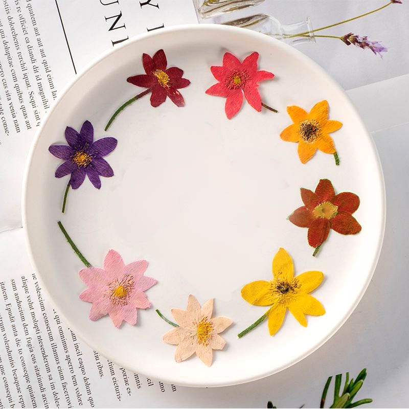 光圈飾物所 報喜鳥乾燥花押花壓花押花材料12朵組香氛片材料滴膠押花 蝦皮購物