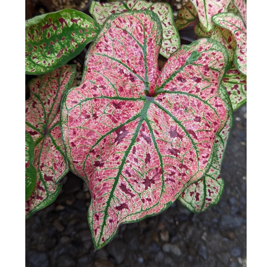 開心農元-觀葉植物- 紅酒飛濺 春櫻落日 彩葉芋 Caladium splash of wine  熱門  雨林植物