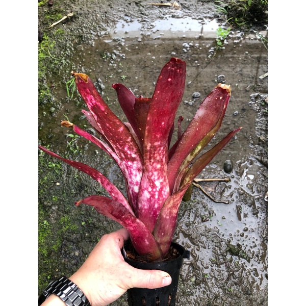 漫活雨林 Billbergia Cherry Bomb 櫻桃炸彈 /水塔積水鳳梨/雨林植物/園藝/觀葉植物/積水鳳梨