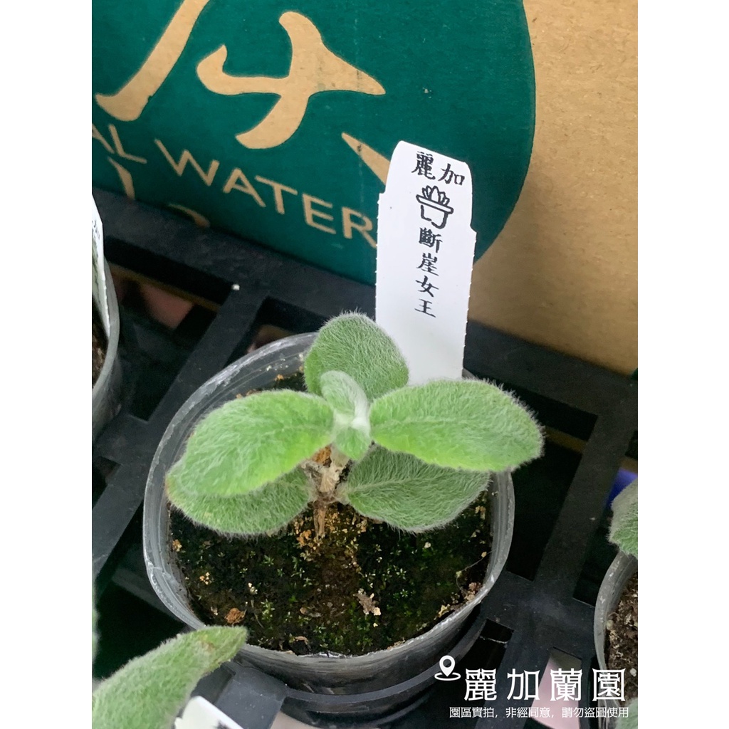 麗加-多肉植物-斷崖女王(斷涯女王)-不保證寄送葉片完整度，收貨後自行從新發葉-塊根約1公分-2吋軟盆、視情況脫盆寄