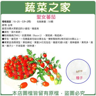 蔬菜之家滿額免運【00G86】大包裝.聖女蕃茄種子50顆(蔬菜種子)